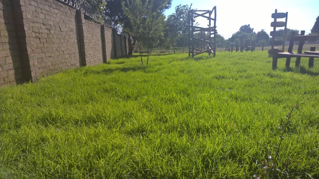 Grass removal_18